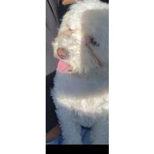 Image of Coco, Lost Dog