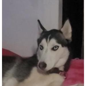 Image of Royal, Lost Dog