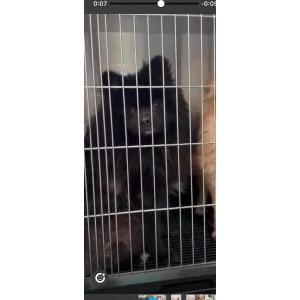 Lost Dog Jack