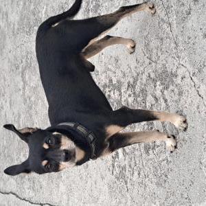 Image of Unknown, Found Dog
