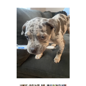 Image of enzo, Lost Dog