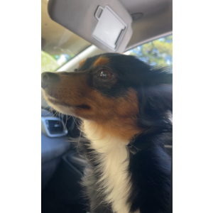 Image of Buddy, Lost Dog