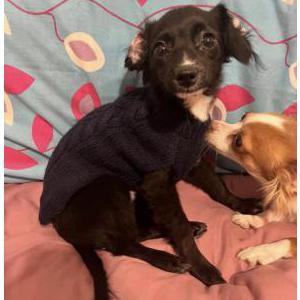 Image of Levi, Lost Dog
