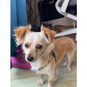 Found Dog NA