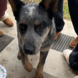 Image of Rocco, Lost Dog