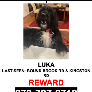 Lost Dog LUKA
