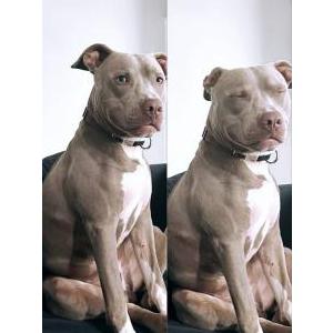 Image of Napoleon, Lost Dog