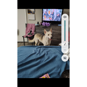 Image of Sniper, Lost Dog