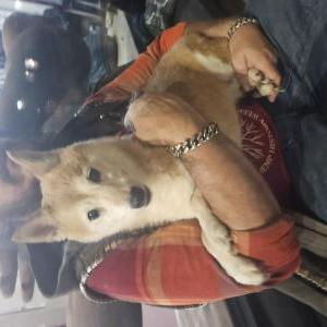 Found Dog Unknown