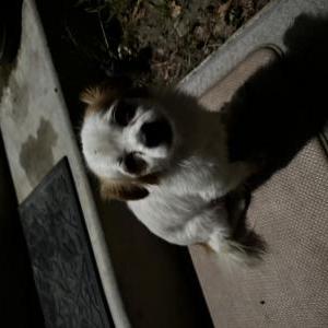 Image of Nikki, Lost Dog