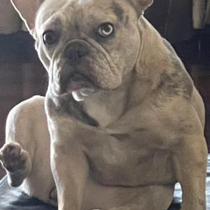 Image of Nova, Lost Dog