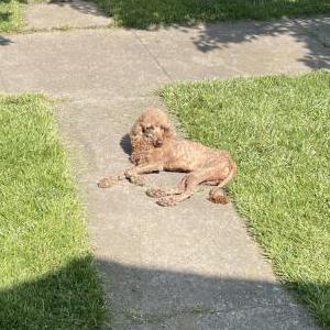 Lost Dog Lola