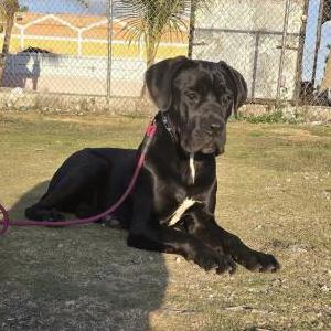 Image of Lexie, Lost Dog