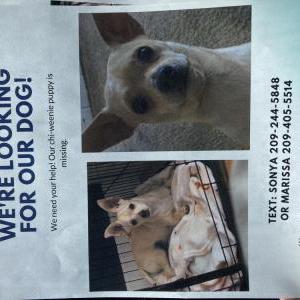 Image of Biscuit, Lost Dog