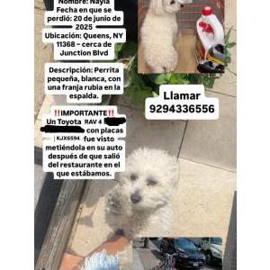Image of Nayla, Lost Dog