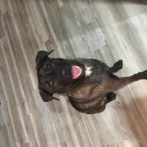 Lost Dog Tucker
