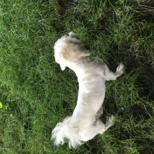 Lost Dog Princeton
