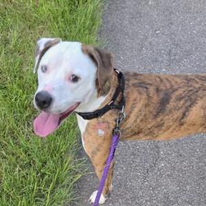Image of Deena, Lost Dog