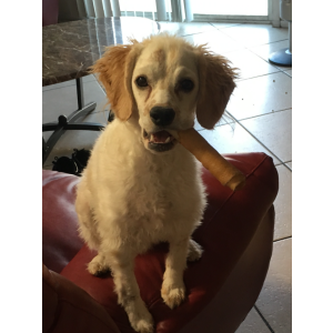 Lost Dog Mr. Beagles