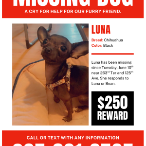 Image of Luna, Lost Dog