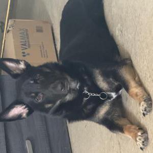 Image of Thunder, Lost Dog