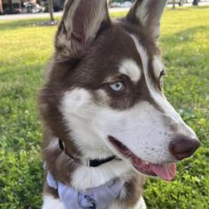 Found Dog Unknown