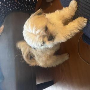 Image of Valentine, Lost Dog