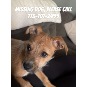 Lost Dog Canela