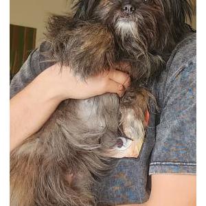 Lost Dog Pixie
