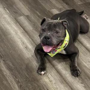 Image of bella, Lost Dog