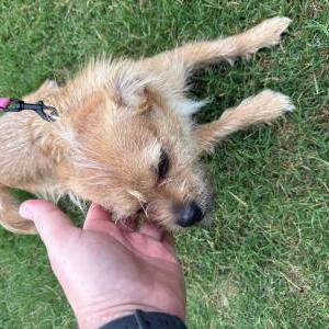 Image of unknown, Found Dog