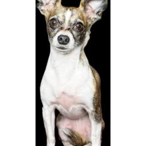 Image of Lena, Lost Dog