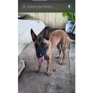 Image of LOBO, Lost Dog