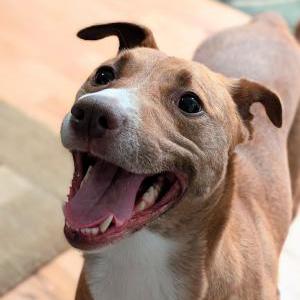 Found Dog Unknown