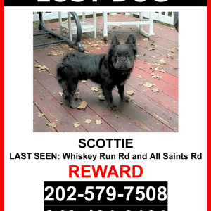 Image of Scottie, Lost Dog