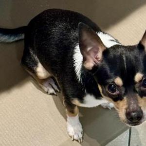 Image of Unknown, Found Dog