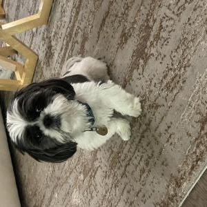 Image of Chloe, Lost Dog