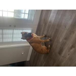 Image of Zues, Lost Dog