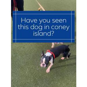 Lost Dog Bently