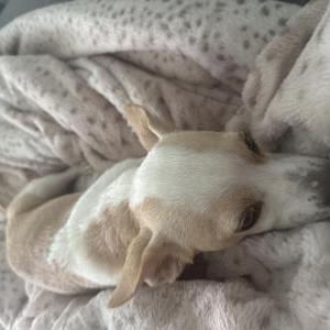 Image of Bolio, Lost Dog
