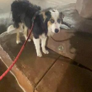 Lost Dog Jack