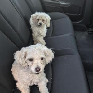 Image of Unknown, Found Dog