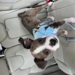 Image of Otto, Lost Dog