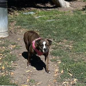 Found Dog unknown
