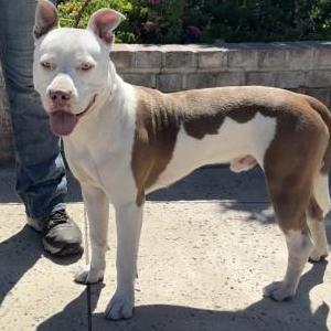 Found Dog Unknown