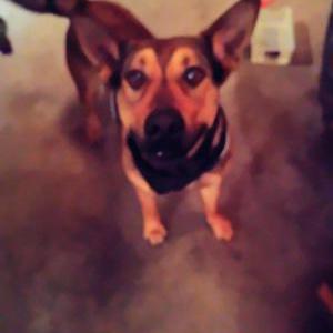 Lost Dog Pu-toe