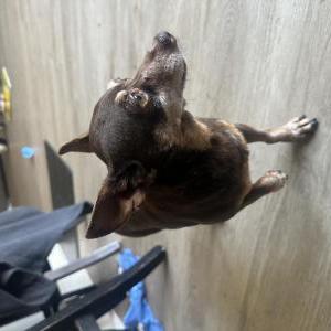 Lost Dog Chooch