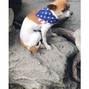 Lost Dog Vanessa