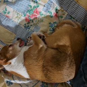 Lost Dog Polly