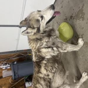 Lost Dog Unknown